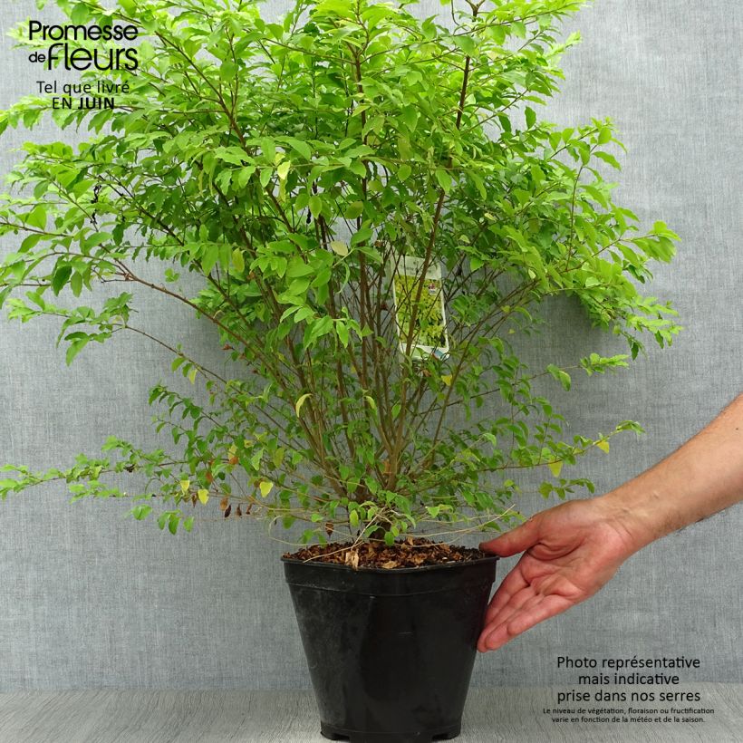 Exemplar von Chinesischer Liguster Sunshine - Ligustrum sinense Topf mit 4L/5L wie im Sommer geliefert