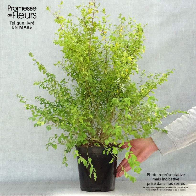 Exemplar von Chinesischer Liguster Sunshine - Ligustrum sinense Topf mit 4L/5L wie im Frühjahr geliefert