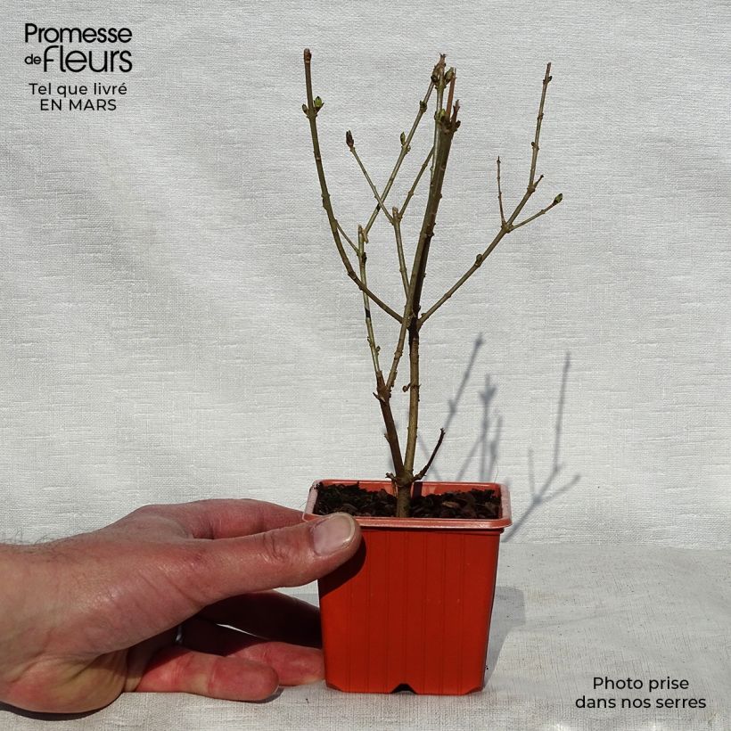 Exemplar von Goldliguster Aureum - Ligustrum ovalifolium Kleine Töpfe von 8/9 cm wie im Frühjahr geliefert