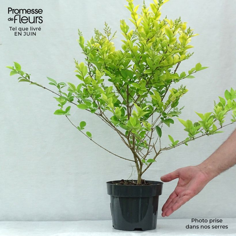 Exemplar von Gelblaubiger Liguster - Ligustrum vicaryi Topf mit 2L/3L wie im Sommer geliefert