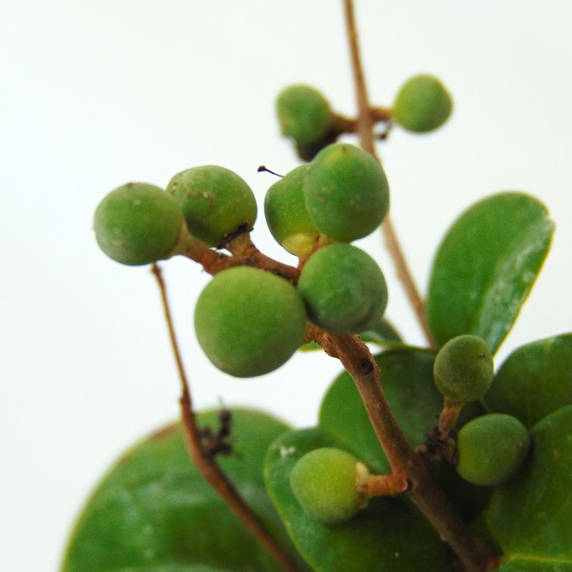 Japanischer Liguster Rotundifolium - Ligustrum japonicum (Harvest)