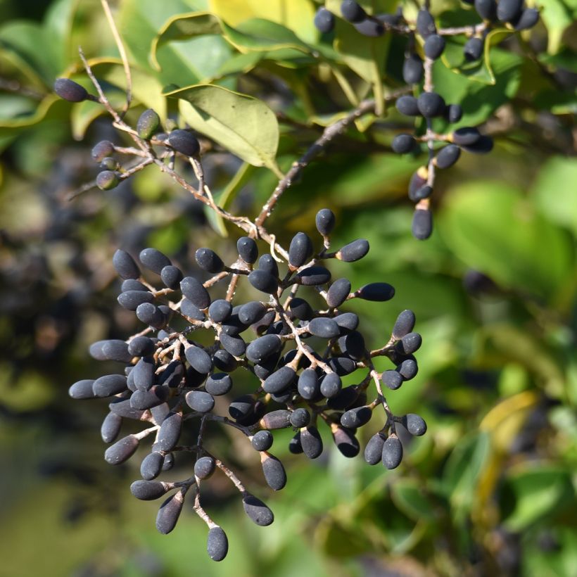 Japanischer Liguster - Ligustrum japonicum (Harvest)
