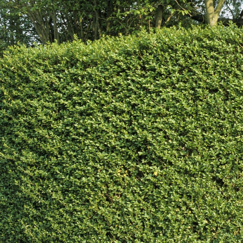 Japanischer Liguster - Ligustrum japonicum (Plant habit)