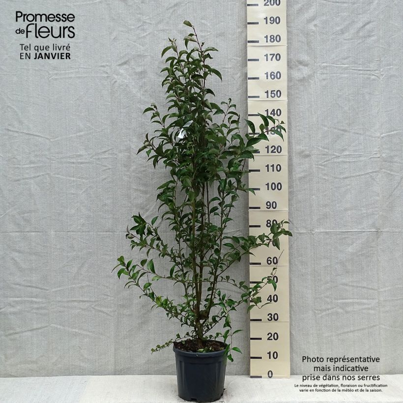 Exemplar von Japanischer Liguster - Ligustrum japonicum Topf mit 7,5L/10L wie im Winter geliefert