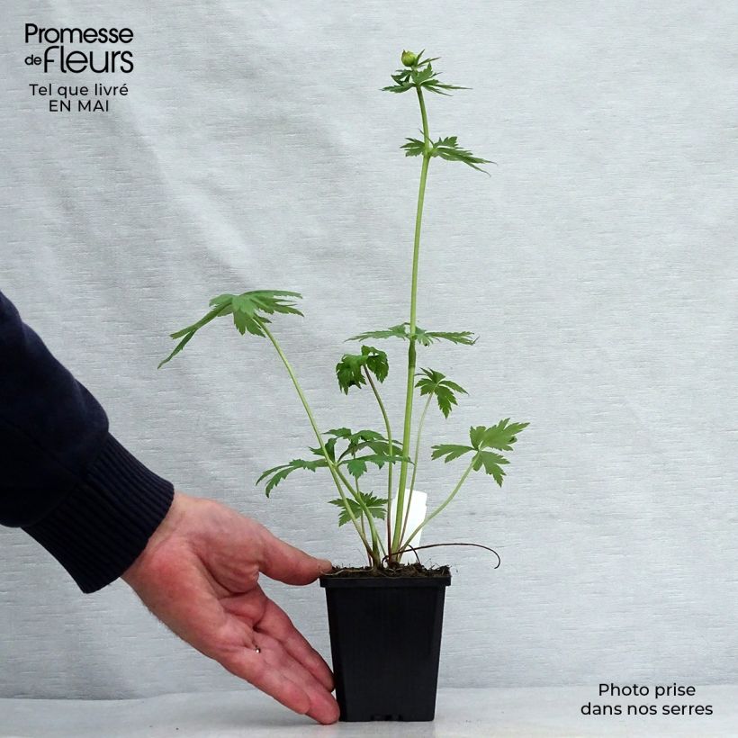 Exemplar von Chinesische Trollblume Golden Queen - Trollius chinensis Kleine Töpfe von 8/9 cm wie im Frühjahr geliefert