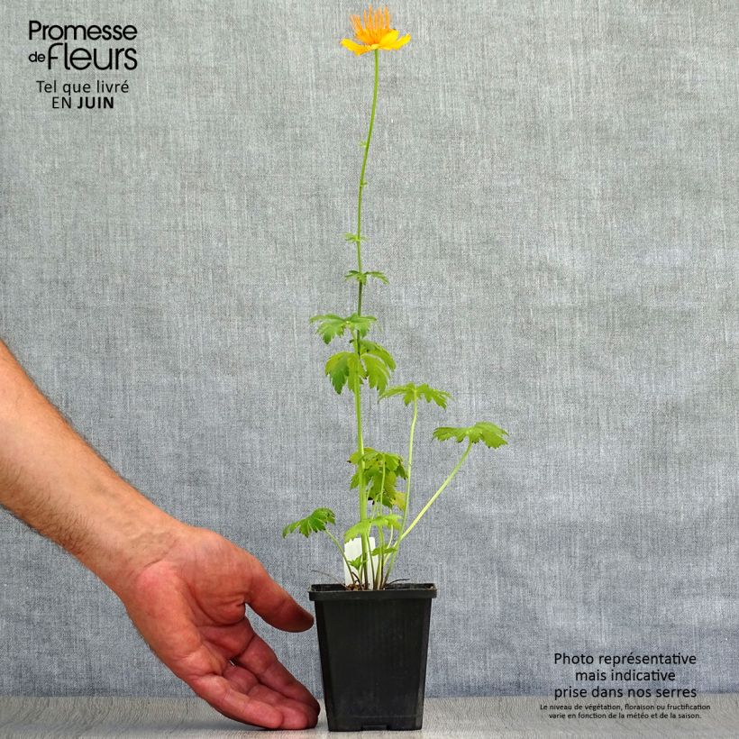 Exemplar von Chinesische Trollblume Golden Queen - Trollius chinensis Kleine Töpfe von 8/9 cm wie im Sommer geliefert