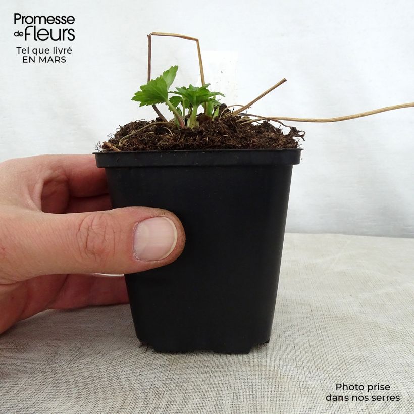 Exemplar von Trollblume Cheddar - Trollius Kleine Töpfe von 8/9 cm wie im Frühjahr geliefert