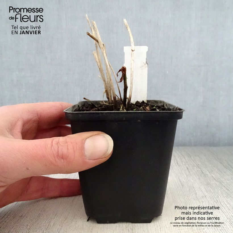 Exemplar von Trollblume Cheddar - Trollius Kleine Töpfe von 8/9 cm wie im Winter geliefert