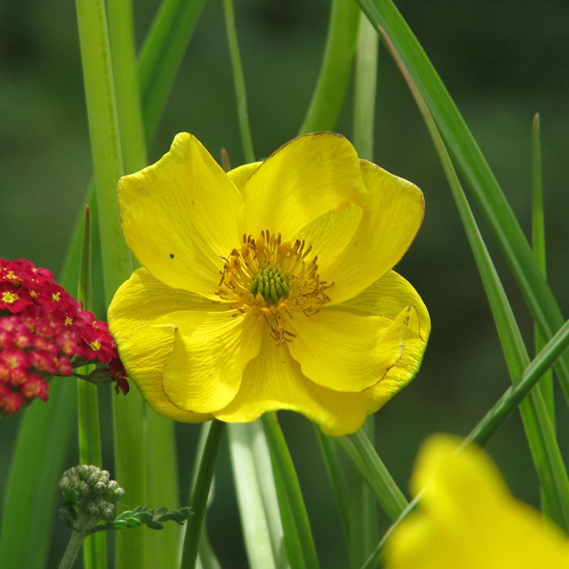Kurzkronige Trollblume - Trollius stenopetalus (Flowering)