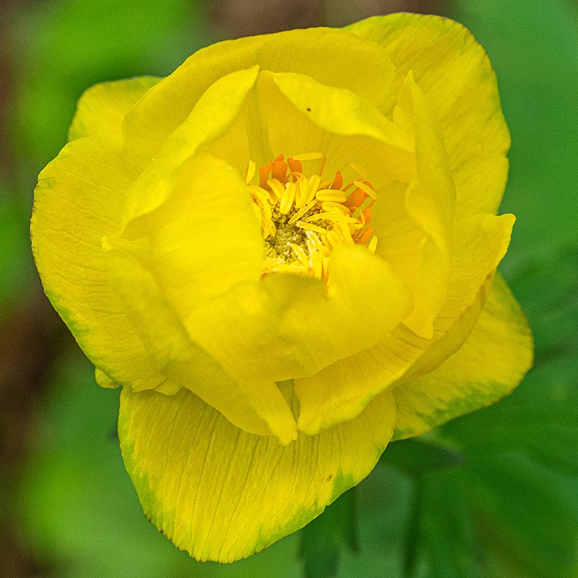 Europäische Trollblume Lemon Supreme - Trollius europaeus (Flowering)