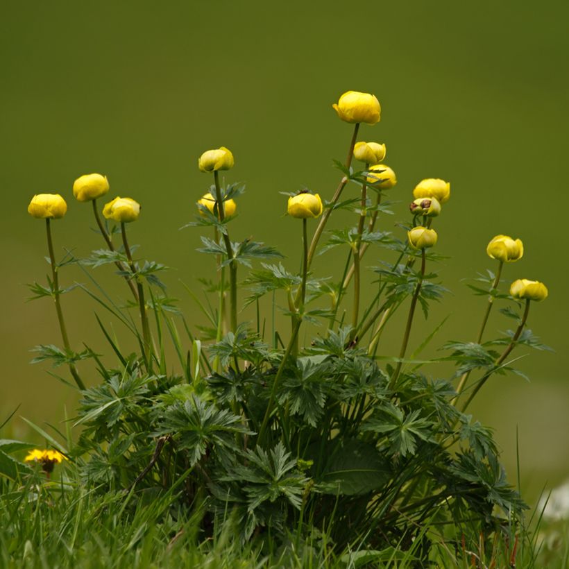 Europäische Trollblume Lemon Supreme - Trollius europaeus (Plant habit)