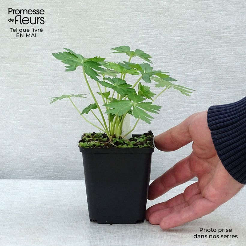 Exemplar von Europäische Trollblume - Trollius europaeus Kleine Töpfe von 8/9 cm wie im Frühjahr geliefert