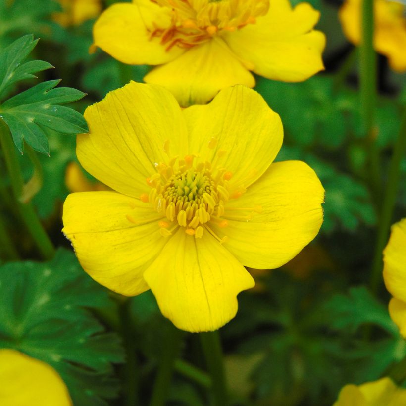 Niedriger Trollblume - Trollius pumilus (Flowering)
