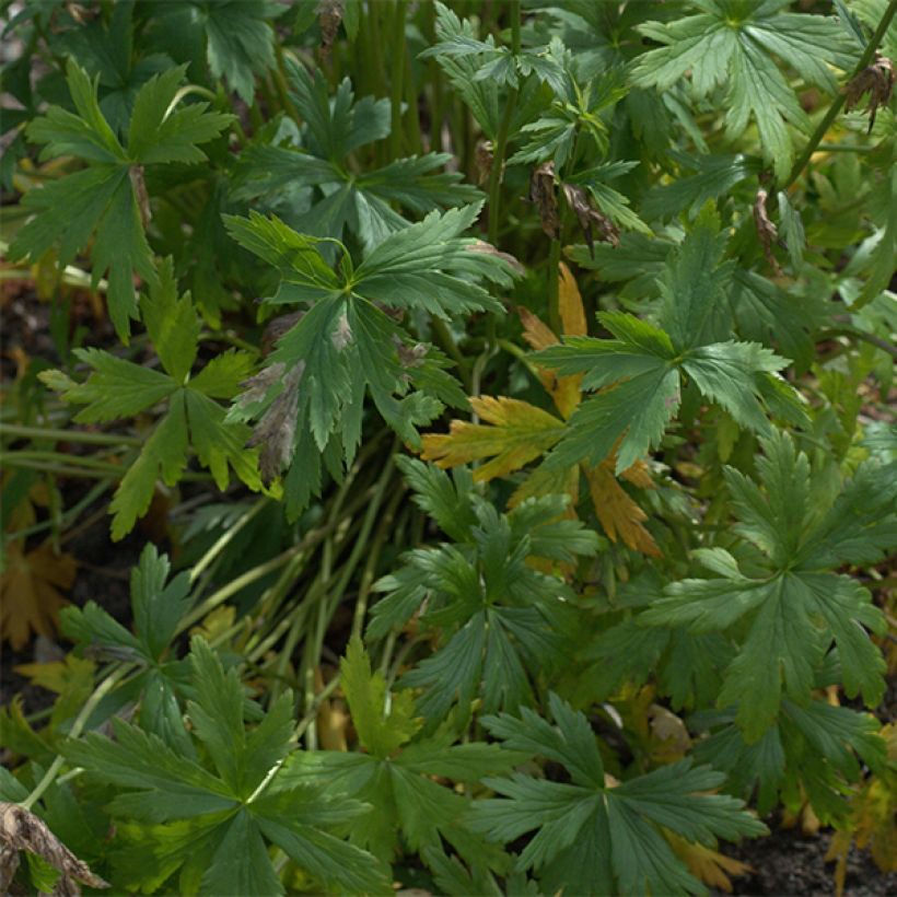 Trollblume Alabaster - Trollius (Foliage)