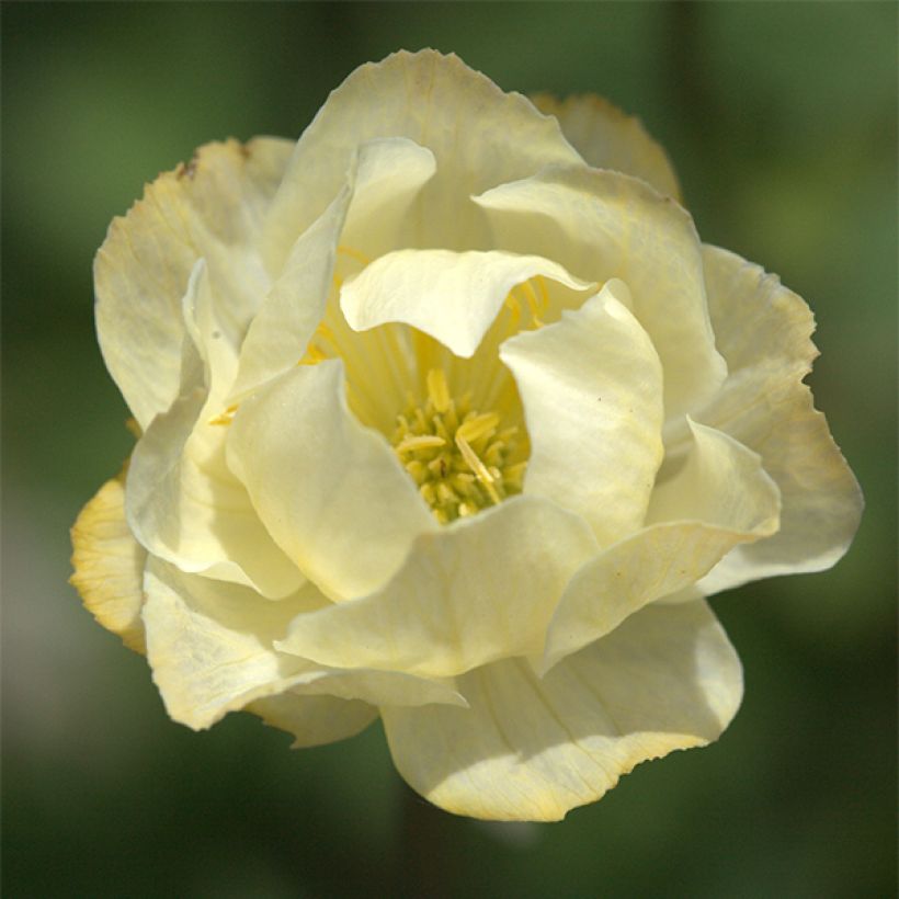 Trollblume Alabaster - Trollius (Flowering)