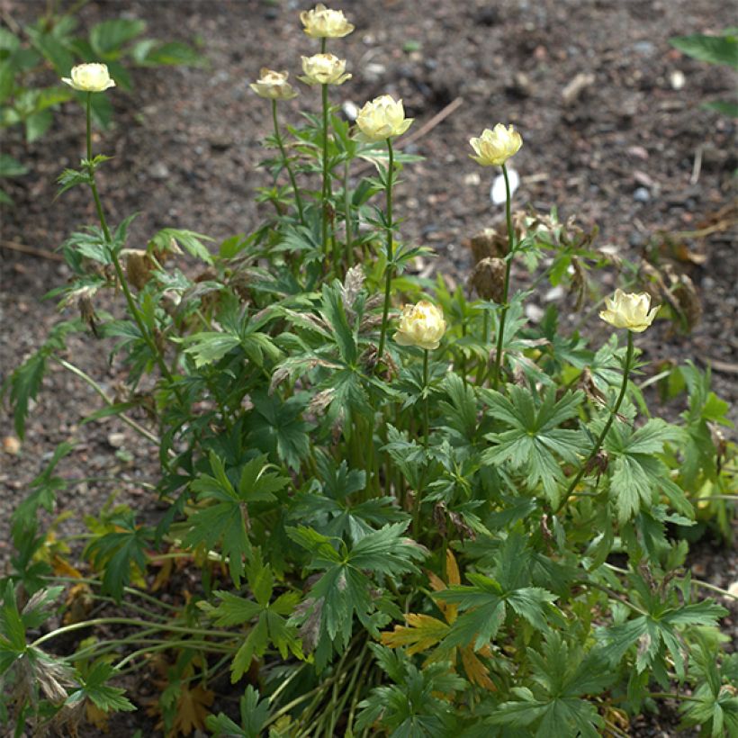 Trollblume Alabaster - Trollius (Plant habit)