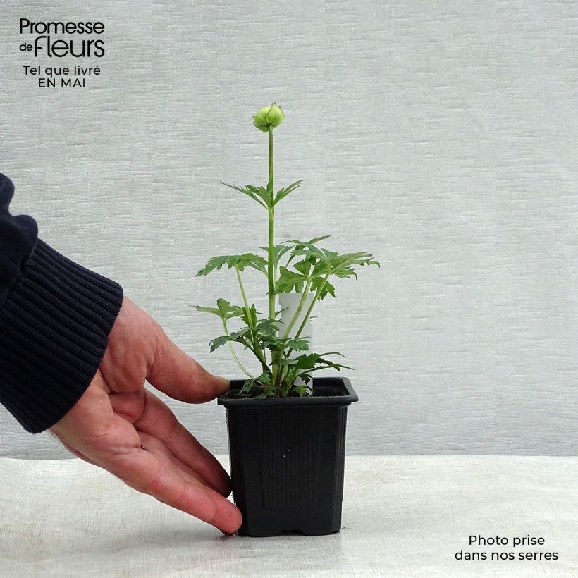 Exemplar von Trollblume Alabaster - Trollius Kleine Töpfe von 8/9 cm wie im Frühjahr geliefert