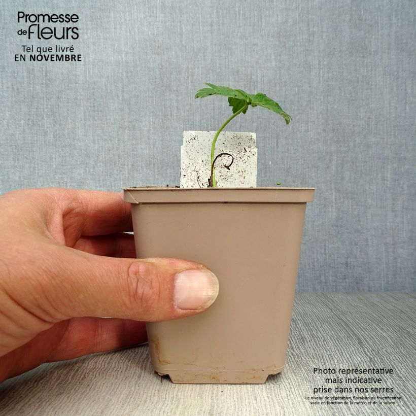 Example of Trollblume Alabaster - Trollius Kleine Töpfe von 8/9 cm as you get in automne