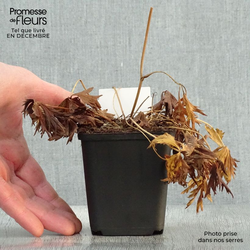 Exemplar von Trollblume Alabaster - Trollius Kleine Töpfe von 8/9 cm wie im Winter geliefert