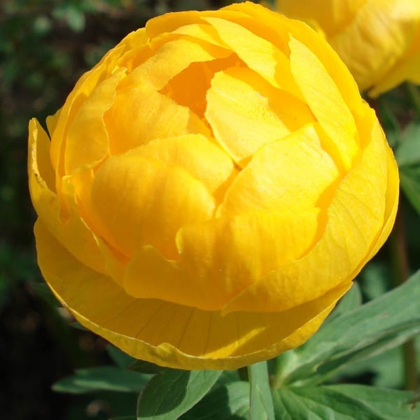 Europäische Trollblume - Trollius europaeus (Flowering)