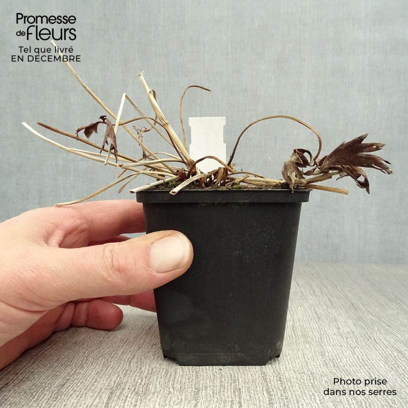 Exemplar von Trollblume Lemon Queen - Trollius Kleine Töpfe von 8/9 cm wie im Winter geliefert