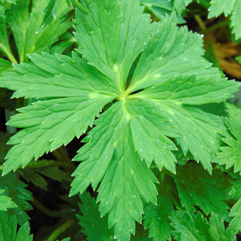 Trollblume Lemon Queen - Trollius (Foliage)