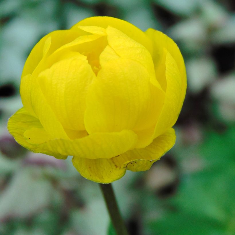 Trollblume Lemon Queen - Trollius (Flowering)