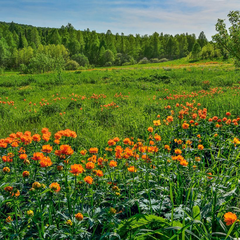 Asiatischer Trollblume - Trollius asiaticus (Plant habit)