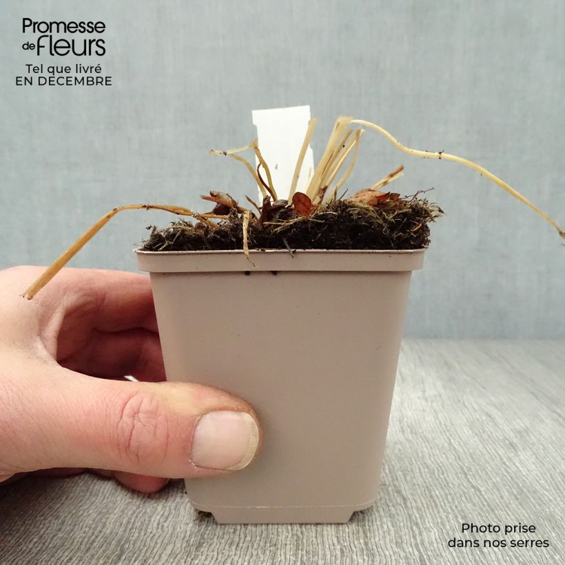 Exemplar von Europäische Trollblume - Trollius europaeus Kleine Töpfe von 8/9 cm wie im Winter geliefert