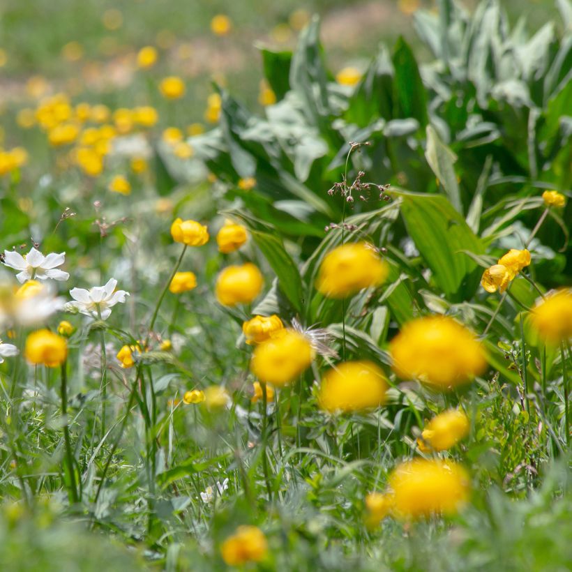Europäische Trollblume - Trollius europaeus (Plant habit)