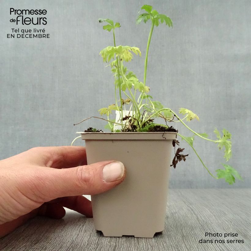 Exemplar von Niedriger Trollblume - Trollius pumilus Kleine Töpfe von 8/9 cm wie im Winter geliefert