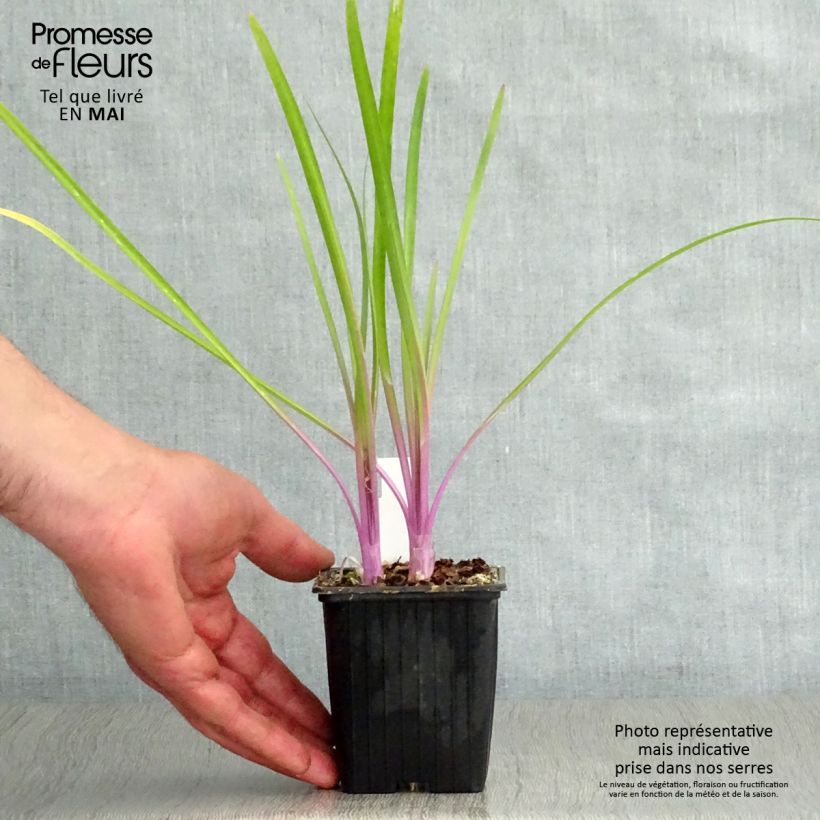 Exemplar von Tulbaghia violacea Flamingo Kleine Töpfe von 8/9 cm wie im Frühjahr geliefert