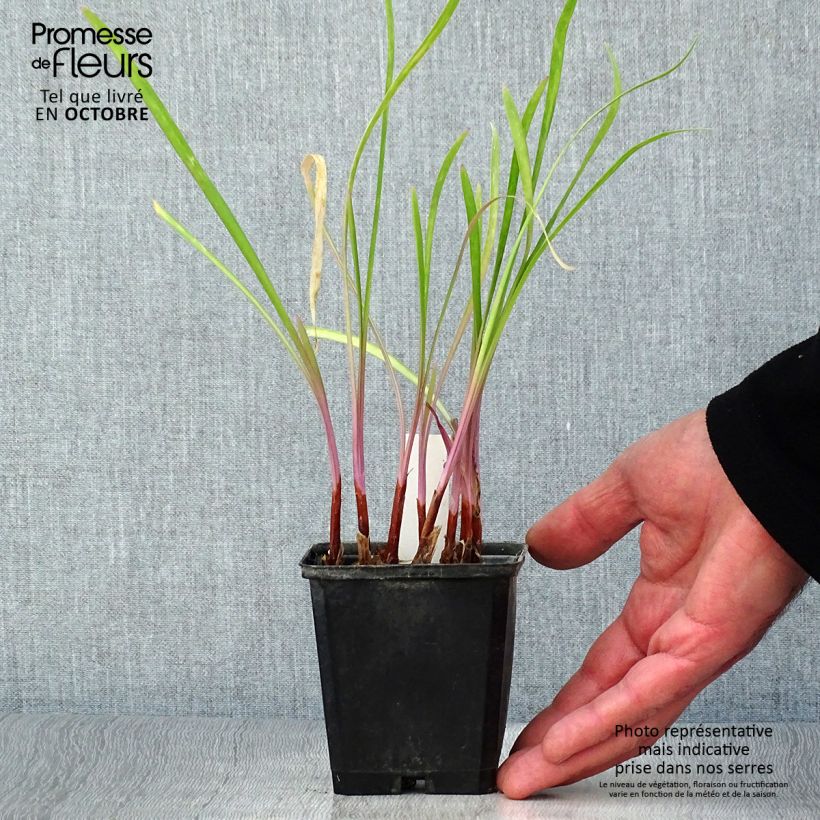 Example of Tulbaghia violacea Flamingo Kleine Töpfe von 8/9 cm as you get in automne