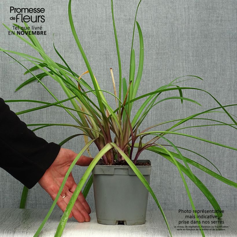 Example of Tulbaghia violacea var. maritima simmleri Himba Topf mit 2L/3L as you get in automne