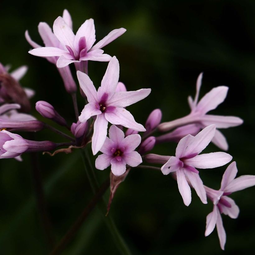 Tulbaghia violacea Purple Eye (Flowering)