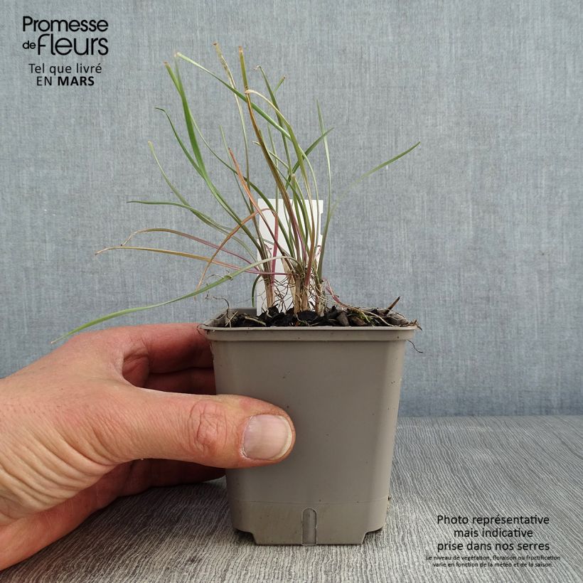 Exemplar von Tulbaghia violacea Purple Eye Kleine Töpfe von 8/9 cm wie im Winter geliefert