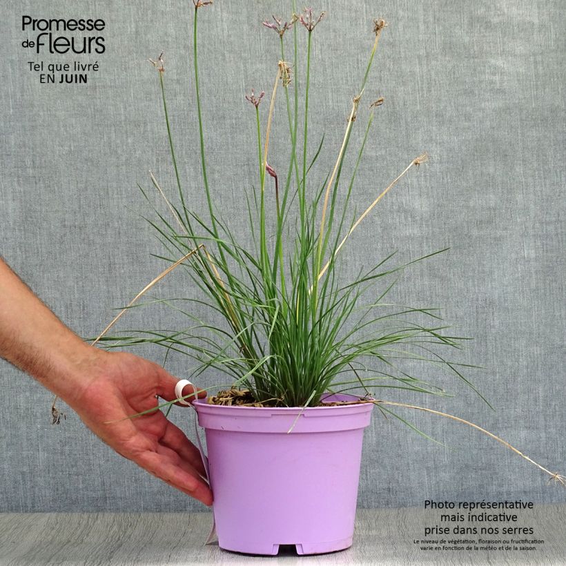 Exemplar von Tulbaghia violacea Purple Eye Topf mit 2L/3L wie im Sommer geliefert