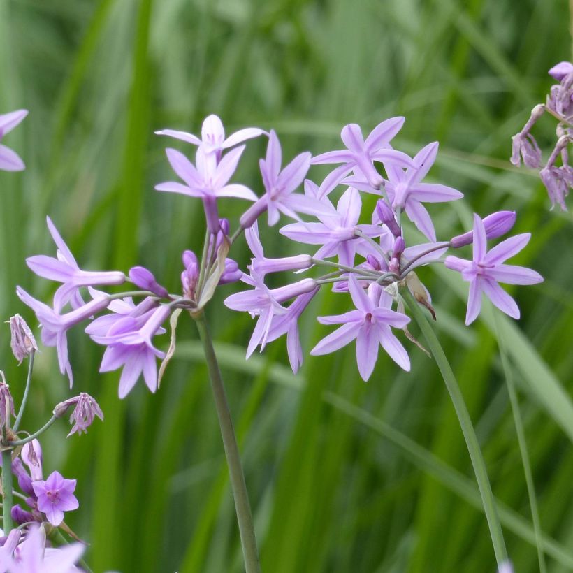 Tulbaghia violacea (Flowering)