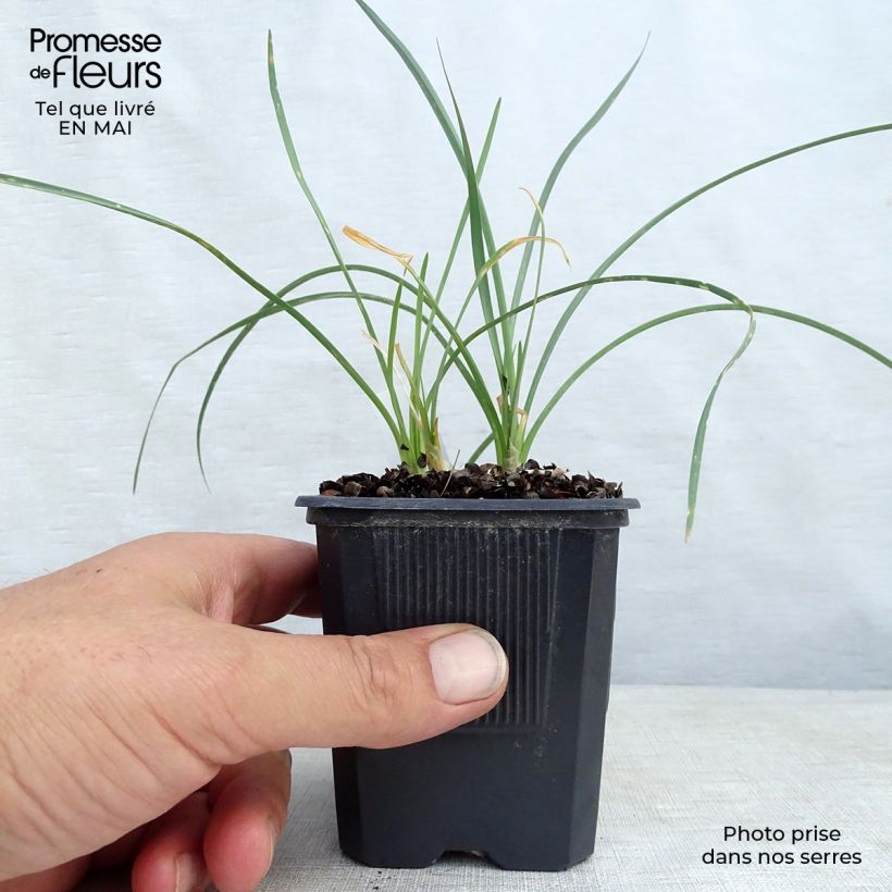 Exemplar von Tulbaghia violacea Ashanti Kleine Töpfe von 8/9 cm wie im Frühjahr geliefert