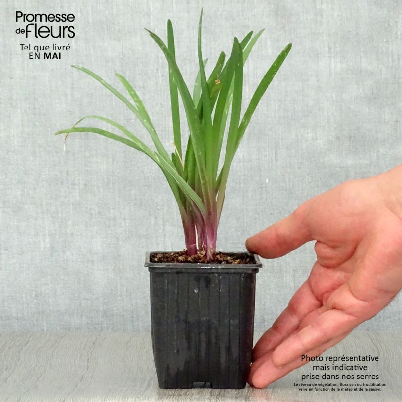 Exemplar von Tulbaghia violacea KIlimanjaro Kleine Töpfe von 8/9 cm wie im Frühjahr geliefert