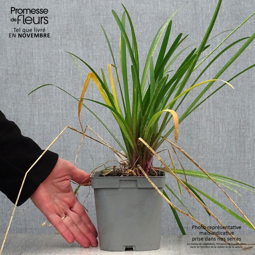 Example of Tulbaghia violacea KIlimanjaro Topf mit 2L/3L as you get in automne