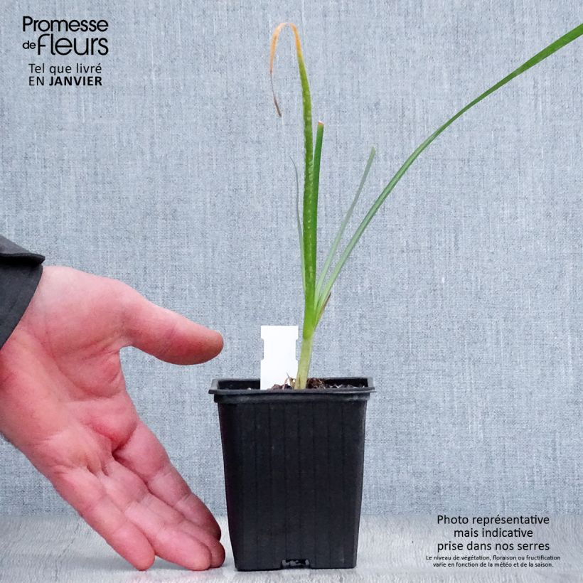 Exemplar von Tulbaghia violacea Pearl Kleine Töpfe von 8/9 cm wie im Winter geliefert