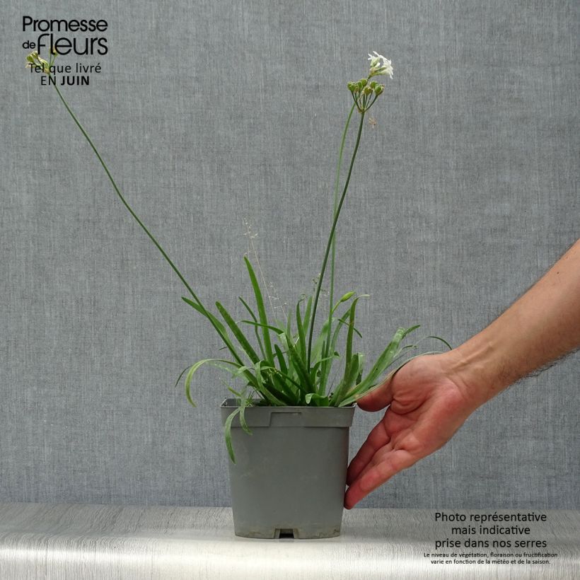 Example of Tulbaghia violacea var. maritima Savannah Lightning Topf mit 2L/3L as you get in ete