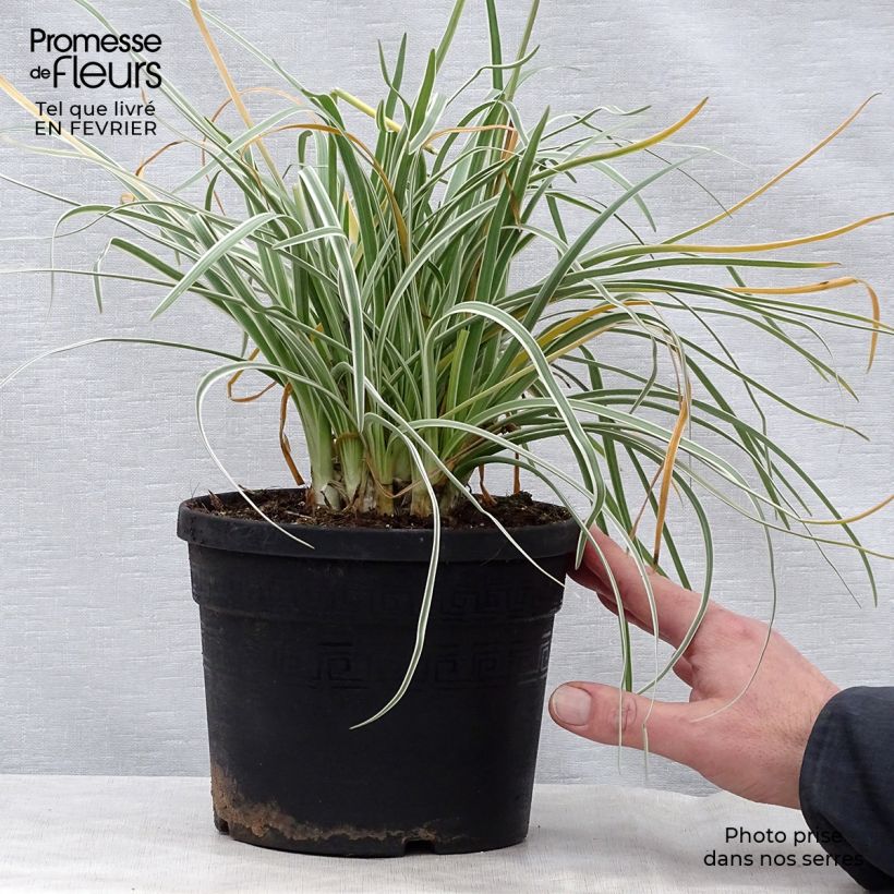 Exemplar von Tulbaghia violacea Silver Lace Topf mit 2L/3L Kaliber/Größe I wie im Winter geliefert