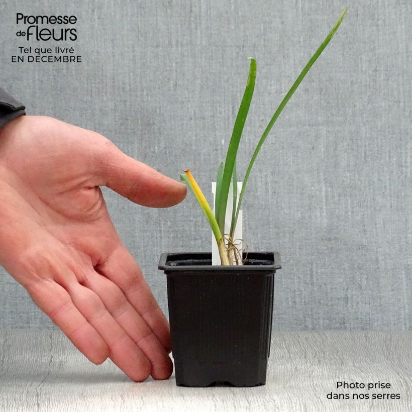 Exemplar von Tulbaghia violacea Kleine Töpfe von 8/9 cm wie im Winter geliefert