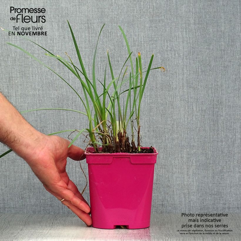 Example of Tulbaghia violacea Topf mit 2L/3L as you get in automne