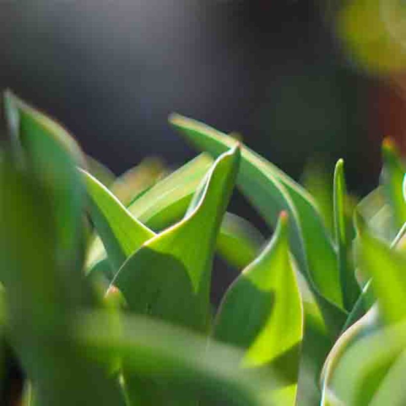 Viridiflora-Tulpe Green River (Foliage)