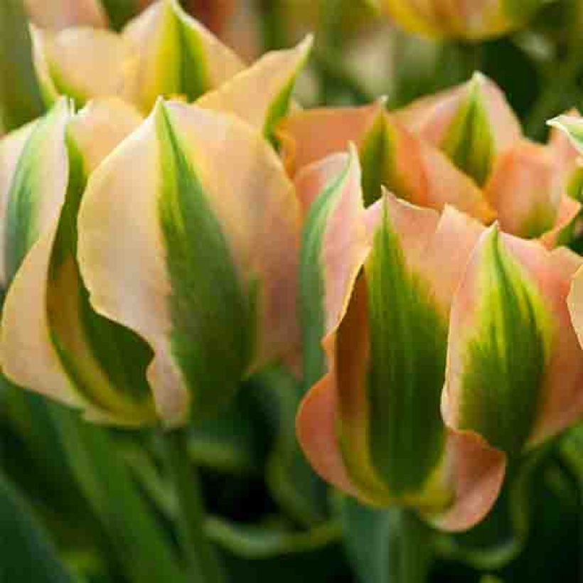 Viridiflora-Tulpe Green River (Flowering)
