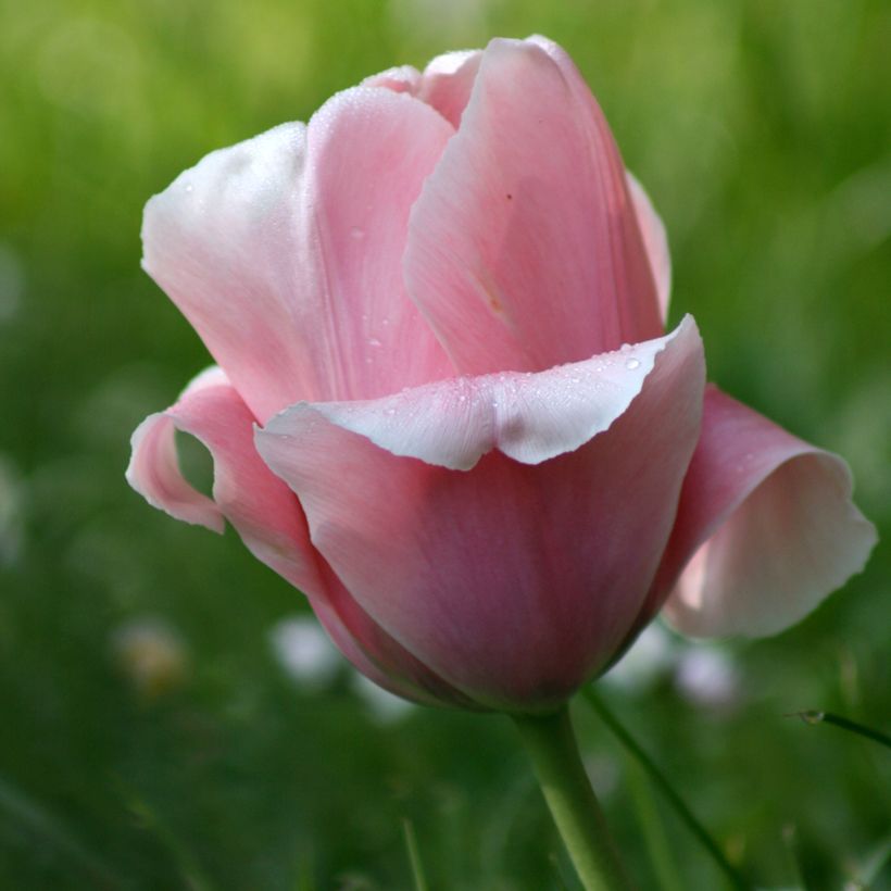 Triumph-Tulpe Beauty Queen (Flowering)