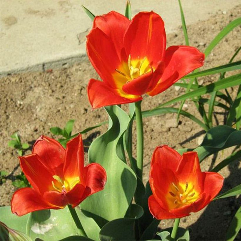 Tulipa vvedenskyi - Usbekische Tulpe (Plant habit)